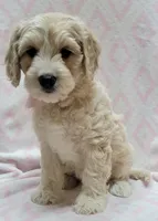 Ivy Pink Scarf, a female Miniature Goldendoodle for sale in Richland, WA – 9 of 10