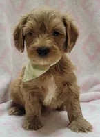 Light Green Scarf, a female Miniature Goldendoodle for sale in Richland, WA – 2 of 4
