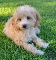 Teddy , a female Miniature Goldendoodle for sale in Richland, WA – 6 of 7