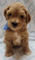 Blue Scarf M, a male Miniature Goldendoodle for sale in Richland, WA – 1 of 4