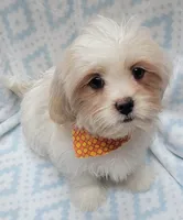 Orange Scarf, a male Shih Tzu and Miniature Goldendoodle for sale in Richland, WA – 4 of 10