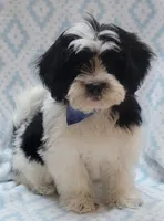Blue Scarf, a male Shih Tzu and Miniature Goldendoodle for sale in Richland, WA – 9 of 10