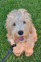 Sam, a male Miniature Goldendoodle for sale in Richland, WA – 7 of 9