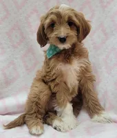 Bella Green Scarf, a female Miniature Goldendoodle for sale in Richland, WA – 7 of 10