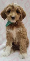 Bella Green Scarf, a female Miniature Goldendoodle for sale in Richland, WA – 9 of 10