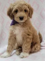 Bella Purple Scarf, a female Miniature Goldendoodle for sale in Richland, WA – 3 of 9