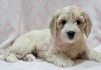 Ivy Pink Scarf, a female Miniature Goldendoodle for sale in Richland, WA – 2 of 10