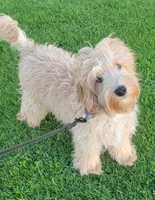 Sam, a male Miniature Goldendoodle for sale in Richland, WA – 3 of 9