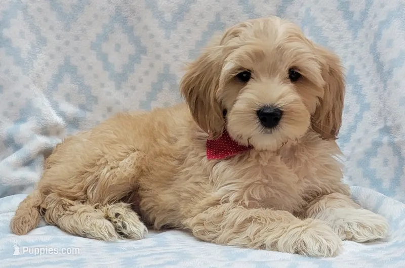 Bella Red Scarf – Miniature Goldendoodle puppy for sale in Richland, WA