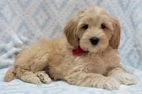Bella Red Scarf, a male Miniature Goldendoodle for sale in Richland, WA – 1 of 9