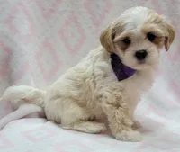 Dixie Purple Scarf, a female Shih Tzu and Miniature Goldendoodle for sale in Richland, WA – 2 of 9