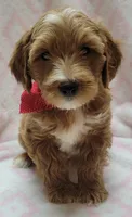 Red Scarf , a female Miniature Goldendoodle for sale in Richland, WA – 6 of 9