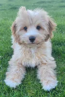 Teddy , a female Miniature Goldendoodle for sale in Richland, WA – 7 of 7