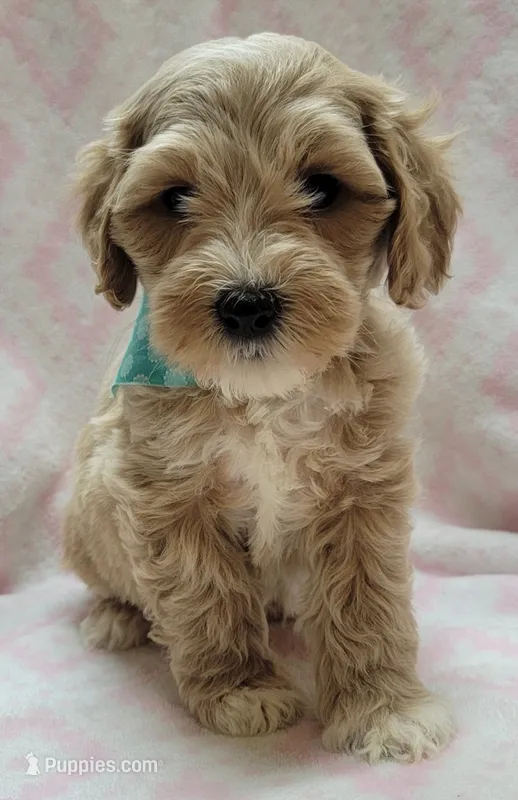 Teal Scarf – Miniature Goldendoodle puppy for sale in Richland, WA
