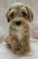 Teal Scarf, a female Miniature Goldendoodle for sale in Richland, WA – 1 of 6