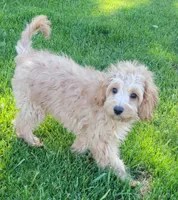 Greta, a female Miniature Goldendoodle for sale in Richland, WA – 3 of 8