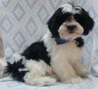 Blue Scarf, a male Shih Tzu and Miniature Goldendoodle for sale in Richland, WA – 6 of 10