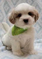 Dixie Green Scarf , a male Shih Tzu and Miniature Goldendoodle for sale in Richland, WA – 2 of 10