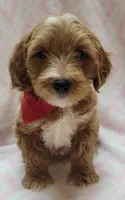 Red Scarf , a female Miniature Goldendoodle for sale in Richland, WA – 9 of 9