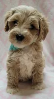 Teal Scarf, a female Miniature Goldendoodle for sale in Richland, WA – 5 of 6