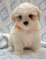 Dixie Orange Scarf, a male Shih Tzu and Miniature Goldendoodle for sale in Richland, WA – 8 of 10