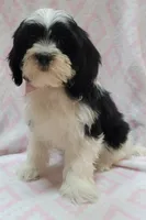 Pink Scarf, a female Shih Tzu and Miniature Goldendoodle for sale in Richland, WA – 9 of 10