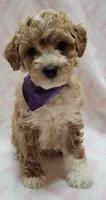 Purple Scarf, a female Miniature Goldendoodle for sale in Richland, WA – 5 of 6