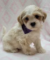 Dixie Purple Scarf, a female Shih Tzu and Miniature Goldendoodle for sale in Richland, WA – 5 of 9