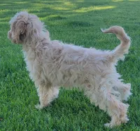 Rosie, a female Miniature Goldendoodle for sale in Richland, WA – 3 of 7