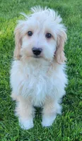 Bella, a female Miniature Goldendoodle for sale in Richland, WA – 4 of 7