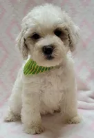Green Scarf , a female Miniature Goldendoodle for sale in Richland, WA – 3 of 4