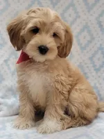 Bella Red Scarf, a male Miniature Goldendoodle for sale in Richland, WA – 6 of 9