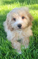 Teddy , a female Miniature Goldendoodle for sale in Richland, WA – 4 of 7