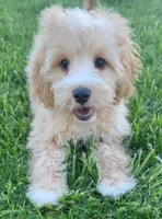Teddy , a female Miniature Goldendoodle for sale in Richland, WA – 3 of 7