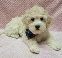 Tulip, a female Miniature Goldendoodle for sale in Richland, WA – Photo 6 of 8