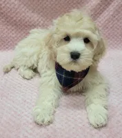 Tulip, a female Miniature Goldendoodle for sale in Richland, WA – Photo 1 of 8