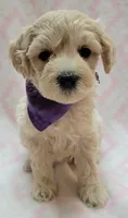 G1 Purple Scarf, a female Miniature Goldendoodle for sale in Richland, WA – Photo 7 of 9