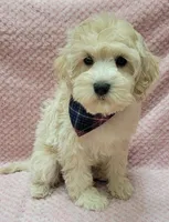 Tulip, a female Miniature Goldendoodle for sale in Richland, WA – Photo 4 of 8