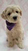 G1 Purple Scarf, a female Miniature Goldendoodle for sale in Richland, WA – Photo 4 of 9