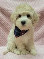 Tulip, a female Miniature Goldendoodle for sale in Richland, WA – Photo 8 of 8
