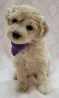 G1 Purple Scarf, a female Miniature Goldendoodle for sale in Richland, WA – Photo 5 of 9