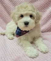 Tulip, a female Miniature Goldendoodle for sale in Richland, WA – Photo 7 of 8