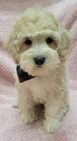 Tulip, a female Miniature Goldendoodle for sale in Richland, WA – Photo 2 of 8