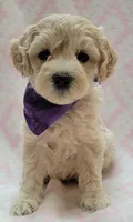 G1 Purple Scarf, a female Miniature Goldendoodle for sale in Richland, WA – Photo 6 of 9