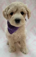 G1 Purple Scarf, a female Miniature Goldendoodle for sale in Richland, WA – Photo 9 of 9