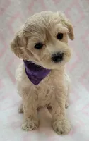 G1 Purple Scarf, a female Miniature Goldendoodle for sale in Richland, WA – Photo 1 of 9