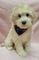 Tulip, a female Miniature Goldendoodle for sale in Richland, WA – Photo 5 of 8