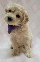 G1 Purple Scarf, a female Miniature Goldendoodle for sale in Richland, WA – Photo 8 of 9
