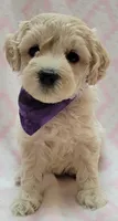G1 Purple Scarf, a female Miniature Goldendoodle for sale in Richland, WA – Photo 2 of 9