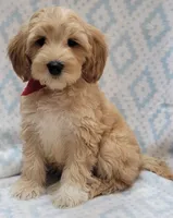 Bella Red Scarf, a male Miniature Goldendoodle for sale in Richland, WA – 4 of 9